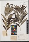 Foto von Salix stipularis Sm.